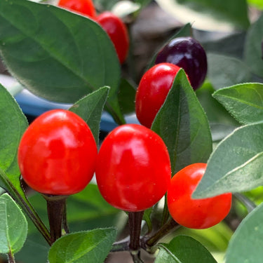 Girlyanda - Seeds - The Pepper Pantry (Formerly Marie Sharp's)